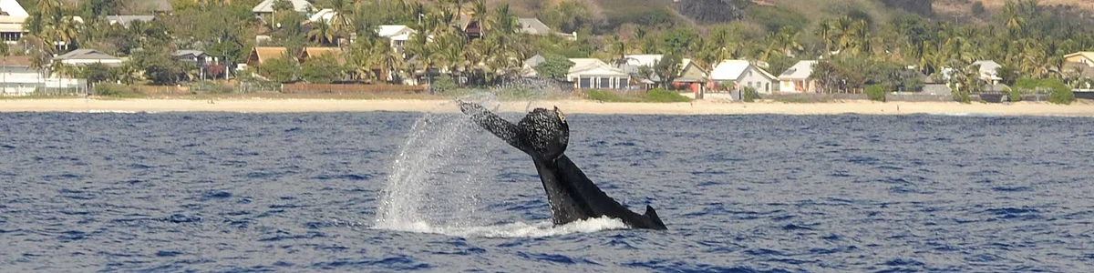 Une baleine devant la côte de Saint-Leu