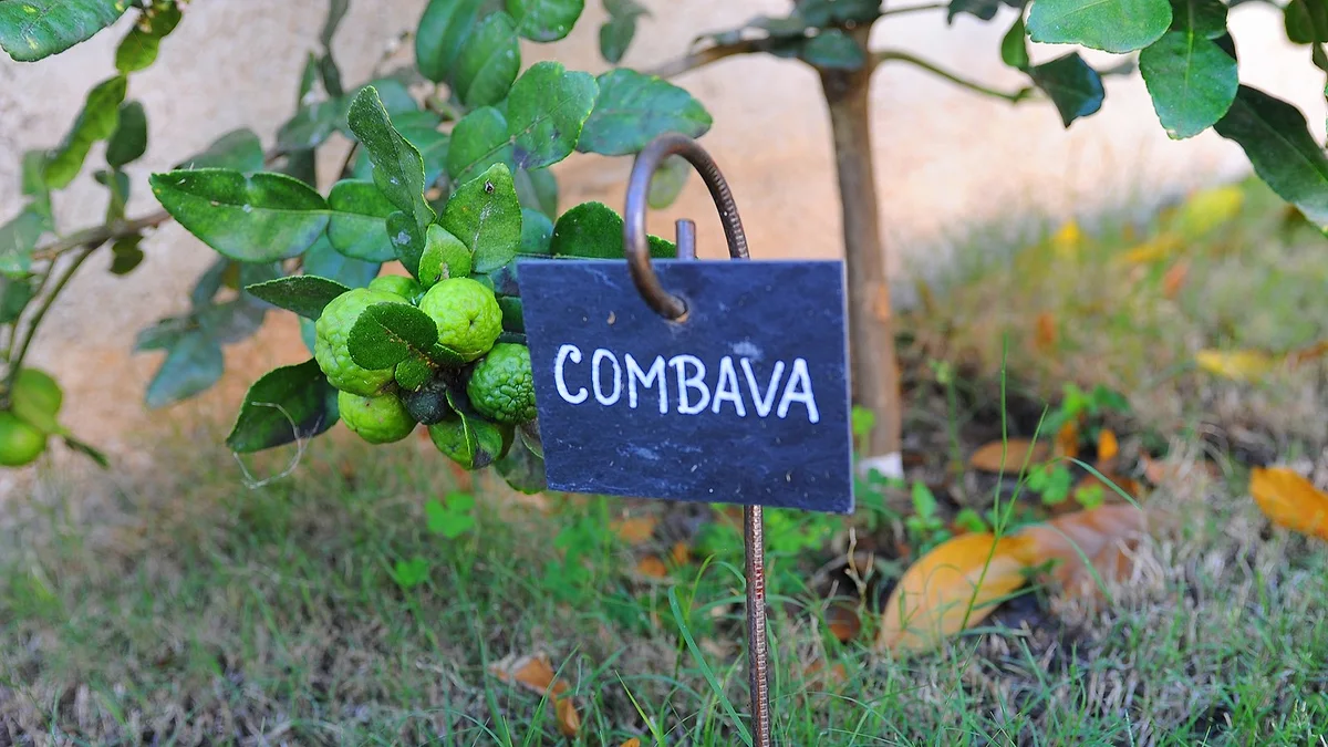 Un combava du jardin, avec son ardoise