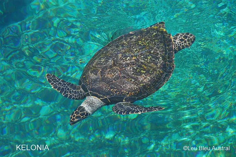 Kélonia, l'observatoire des tortues marines de Saint-Leu