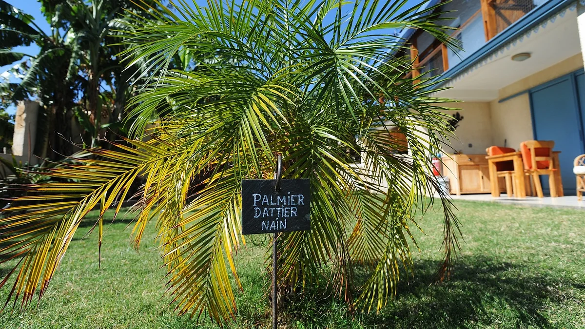 Un palmier dattier nain et son ardoise